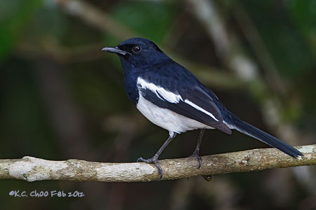 Oriental Magpie Robin