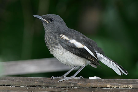 Oriental Magpie Robin
