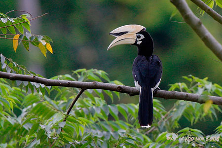 Oriental Pied Hornbill
