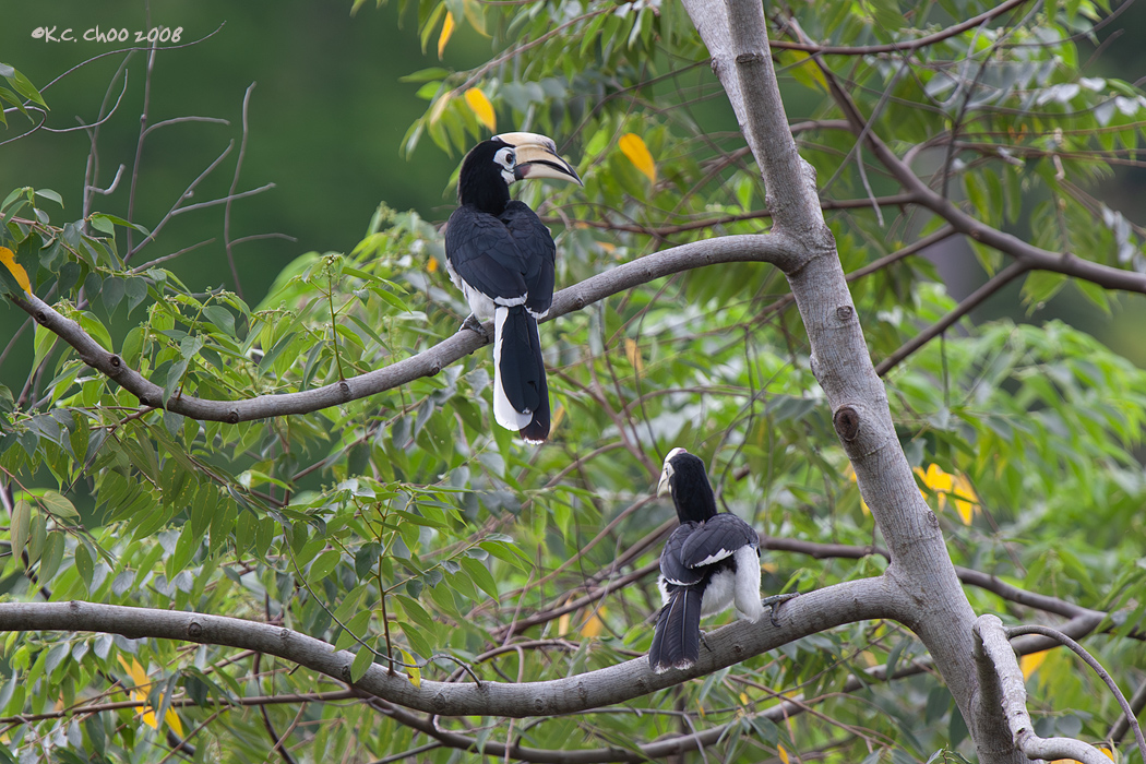 Oriental Pied Hornbill