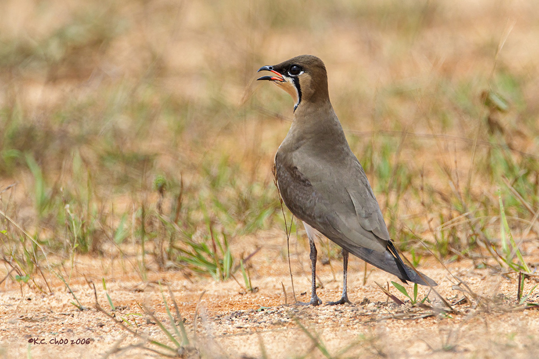 Oriental Pratincole