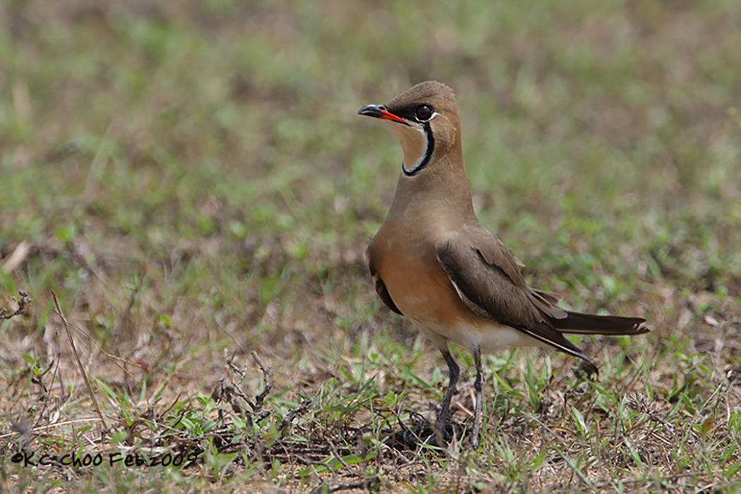 Oriental Pratincole