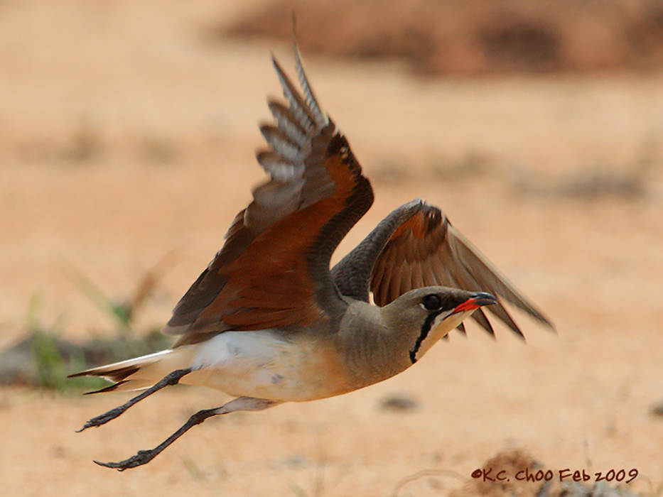 Oriental Pratincole