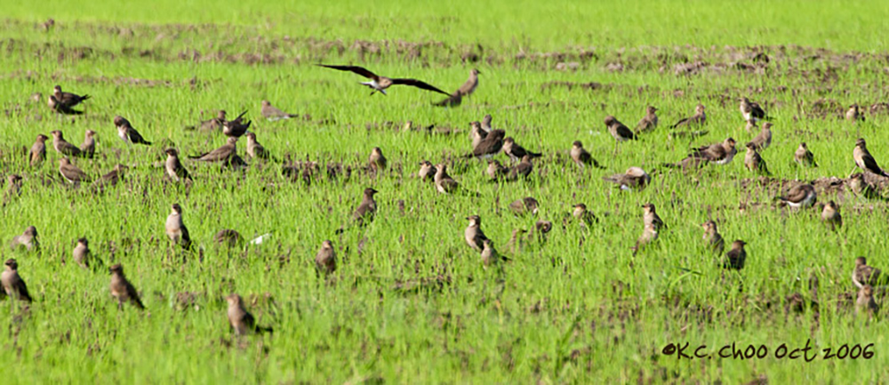 Oriental Pratincole