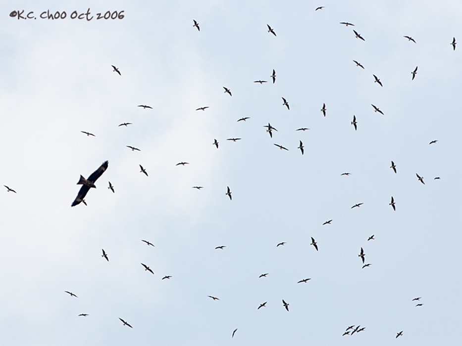 Oriental Pratincole