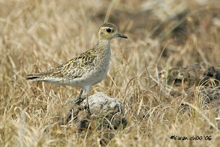 Pacific Golden Plover