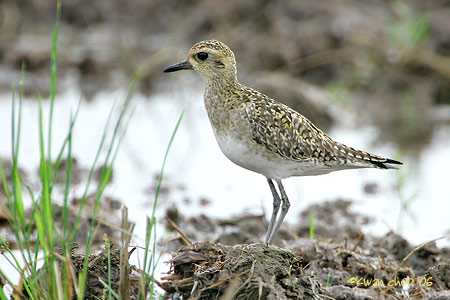 Pacific Golden Plover