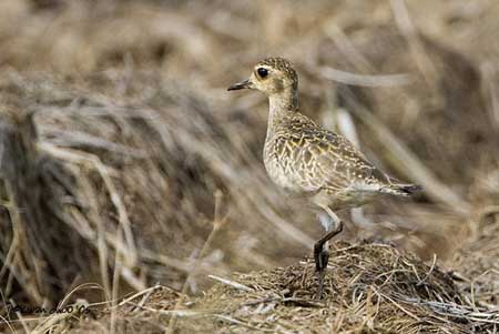 Pacific Golden Plover