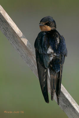 Pacific Swallow