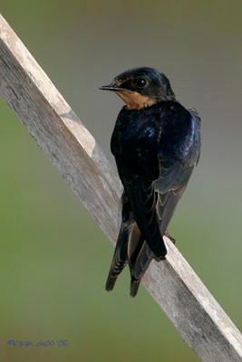 Pacific Swallow