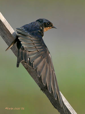 Pacific Swallow