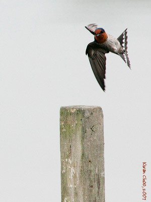 Pacific Swallow