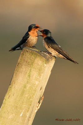Pacific Swallow