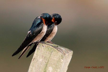 Pacific Swallow