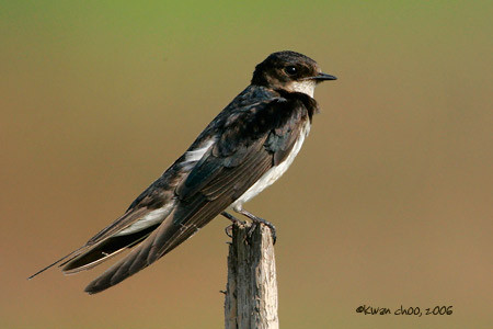 Pacific Swallow