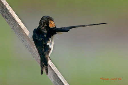 Pacific Swallow