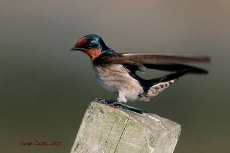 Pacific Swallow