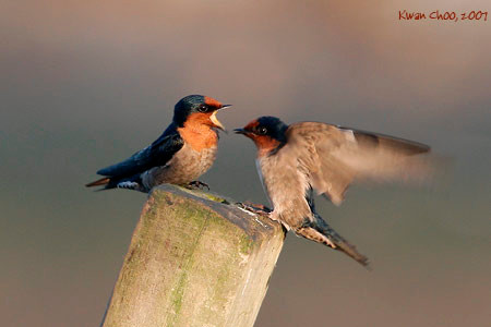Pacific Swallow