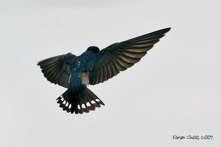 Pacific Swallow