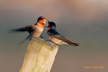 Pacific Swallow