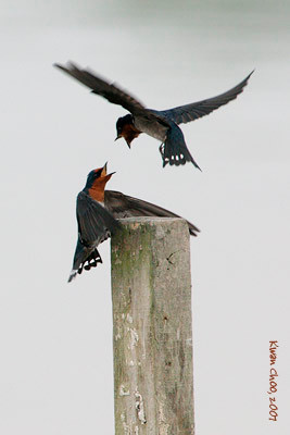 Pacific Swallow