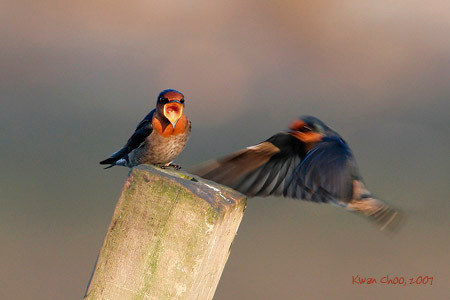 Pacific Swallow