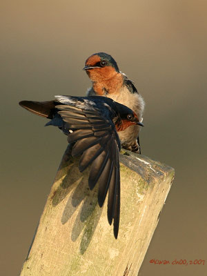 Pacific Swallow