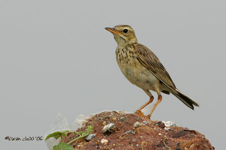 Paddyfield Pipit