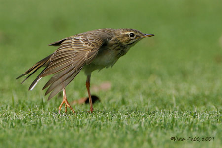 Paddyfield Pipit