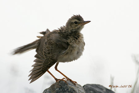 Paddyfield Pipit