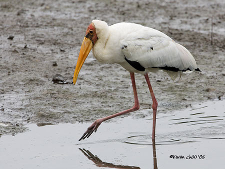 Painted Stork