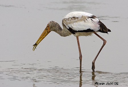 Painted Stork