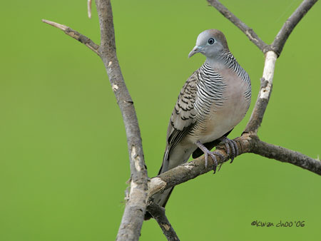 Peaceful Dove