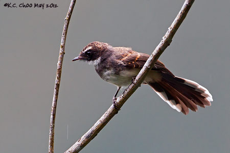 Pied Fantail