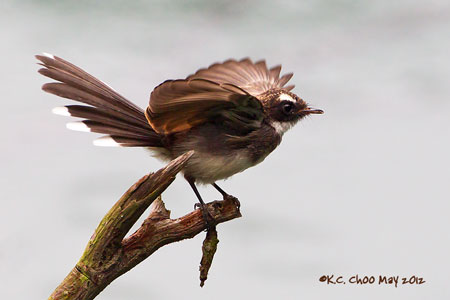 Pied Fantail