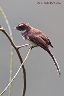 Pied Fantail
