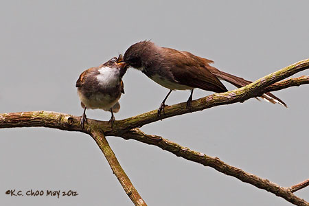 Pied Fantail