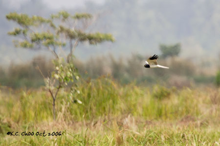 Pied Harrier