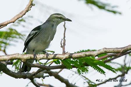 Pied Triller