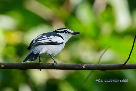 Pied Triller