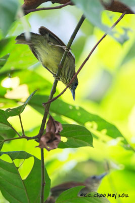 Pin-striped Tit-babbler