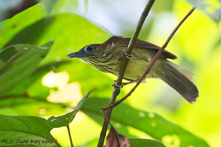 Pin-striped Tit-babbler