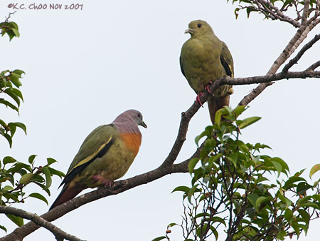 Pink-necked Green Pigeon