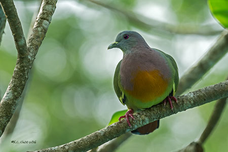 Pink-necked Green Pigeon