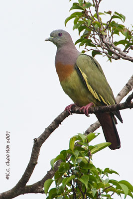 Pink-necked Green Pigeon