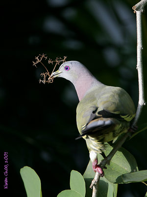 Pink-necked Green Pigeon