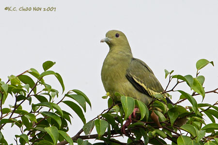Pink-necked Green Pigeon