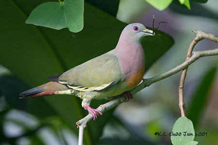 Pink-necked Green Pigeon