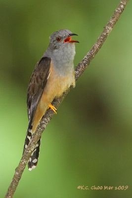 Plaintive Cuckoo