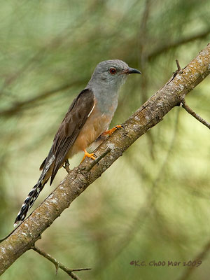Plaintive Cuckoo